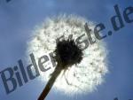 Pusteblume vor Sonne