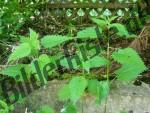 Weed infront of a fence