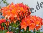 Orchidee arancio