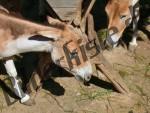 Esel Onager