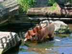 Brauner Grizzly im Wasser