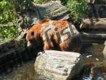 Orso Bruno che fa il bagno