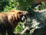 Orso bruno