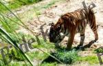 Tiger stalking