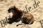 Tigre su sabbia