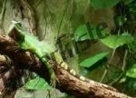 Goanna on a branch