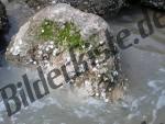 Shells on a rock