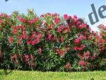 Oleander- Hecke