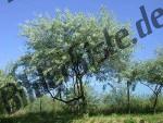Bilder zum Thema albero anzeigen