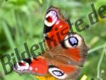 Schmetterling Pfauenauge