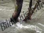 Tree in flood