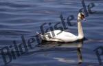 Schwan schwimmend