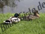 Ducks sitting