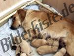 Dog with its puppies