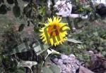 Sonnenblume 