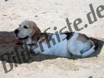 Cagnolino in spiaggia