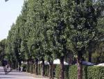 Alley of black poplars