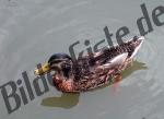 Ente schwimmend