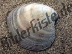 Shell stuck in sand