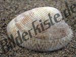 Piddock clam