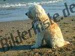 Hund am Strand