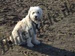 Hund am Strand