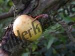 Apple on tree