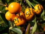 Fruits hanging on a branch