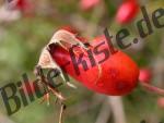 Rosa canina