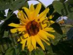 Girasole solitario