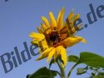 Girasole in azzurro