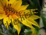 Sonnenblume Wassertropfen