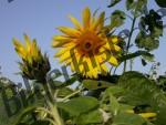 Geffnete und geschlossene Sonnenblumen