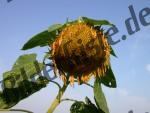 Sunflower withered