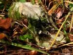 Skull lying on the ground