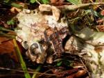 Skull with teeth