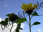 Sunflower from below