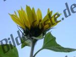 Sonnenblume 