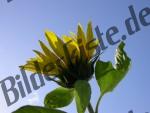 Sonnenblume 