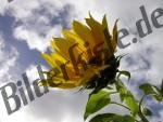 Sonnenblume Wolken