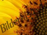 Sunflower close-up