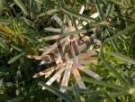 Christmas decoration star in the tree