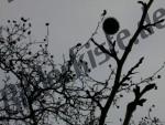 Plane tree backlit photo