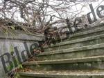 Branches and twigs on steps