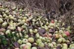 Apples on ground