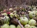 Apples on ground