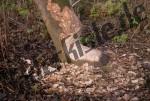 Bilder zum Thema wood anzeigen