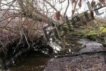 Tree in the water