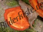 Holz Jahresringe