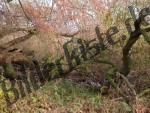Trees with stream